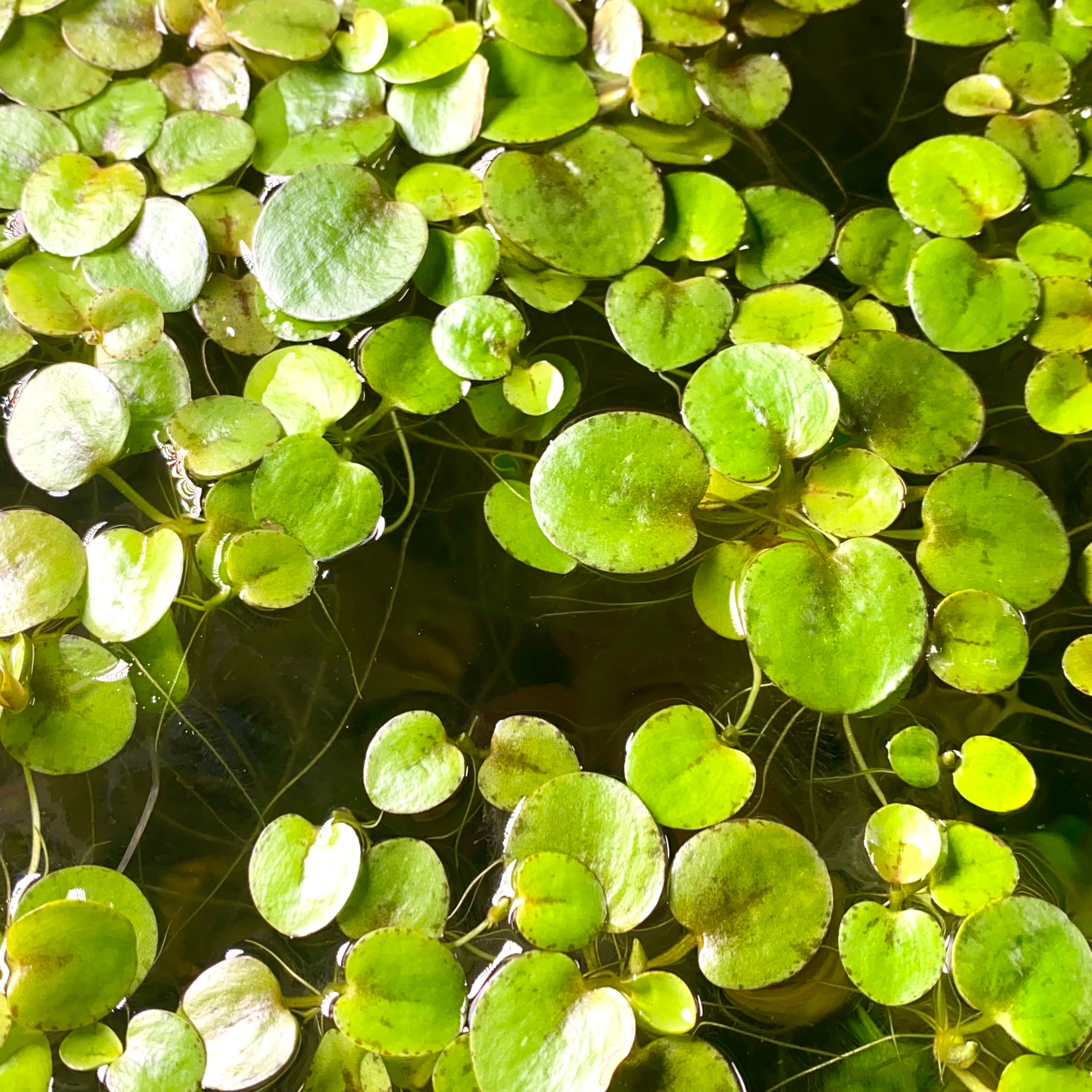 Care Guide: Amazon Frogbit (Limnobium Laevigatum) – HYGRONATURE