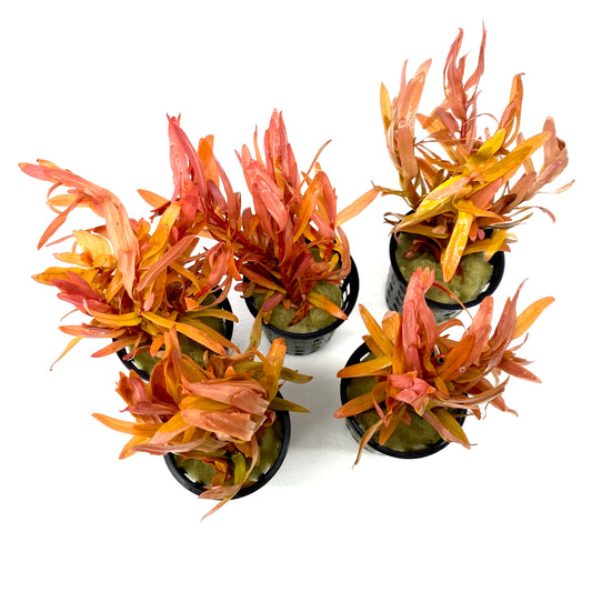Ammannia pedicellata / Golden Nesaea Care Guide