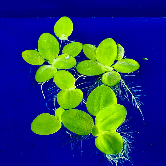 Care Guid: Dwarf Water Lettuce ( Pistia Stratiotes )