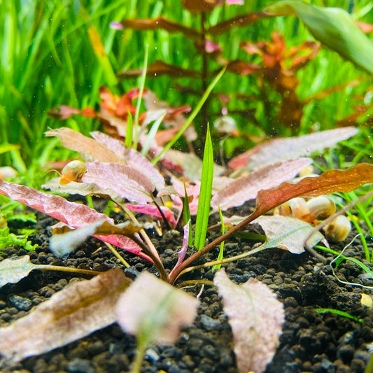Care Guide: Cryptocoryne Flamingo AKA Crypt Pink Flamingo