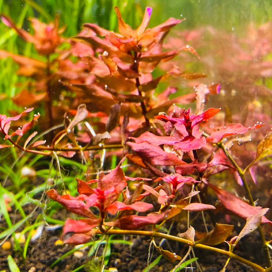 Care Guide: Ludwigia Super Red