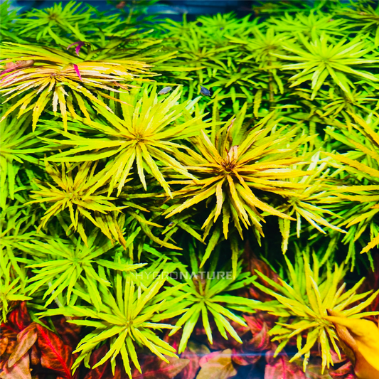 Care Guide: Limnophila Hippuridoides Aromatica