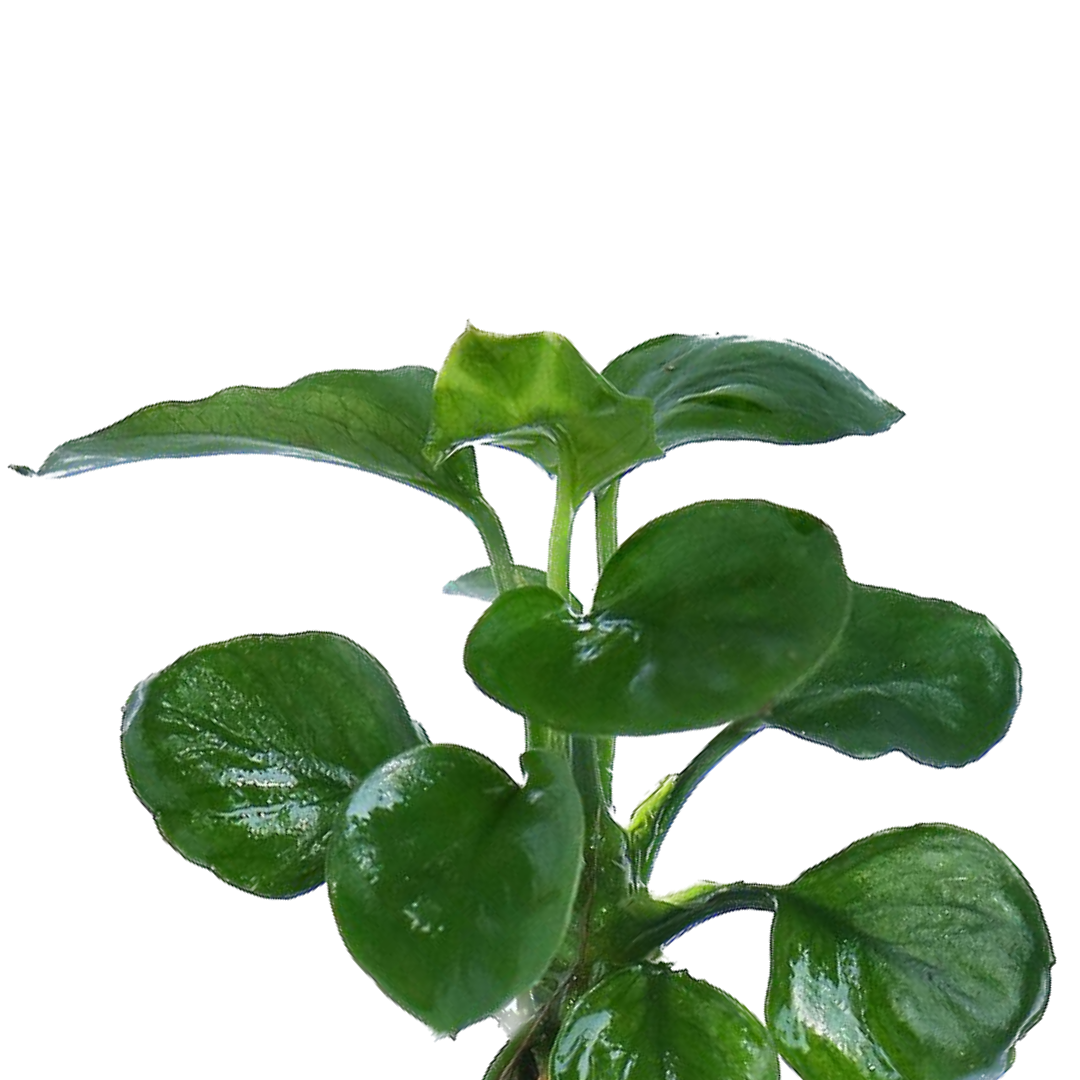 Anubias Coin Leaf Care Guide HYGRONATURE