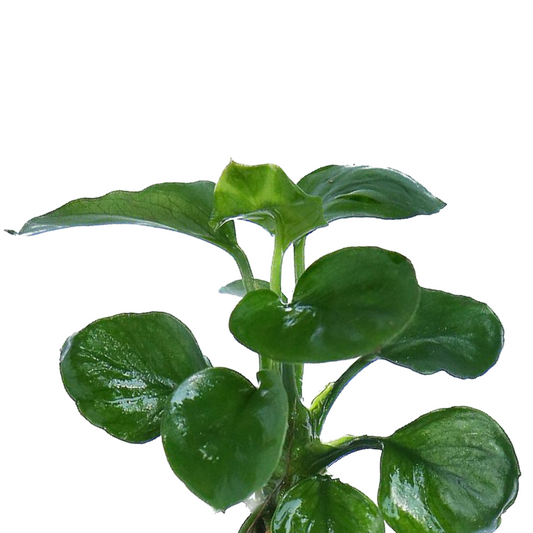 Anubias Coin Leaf Care Guide
