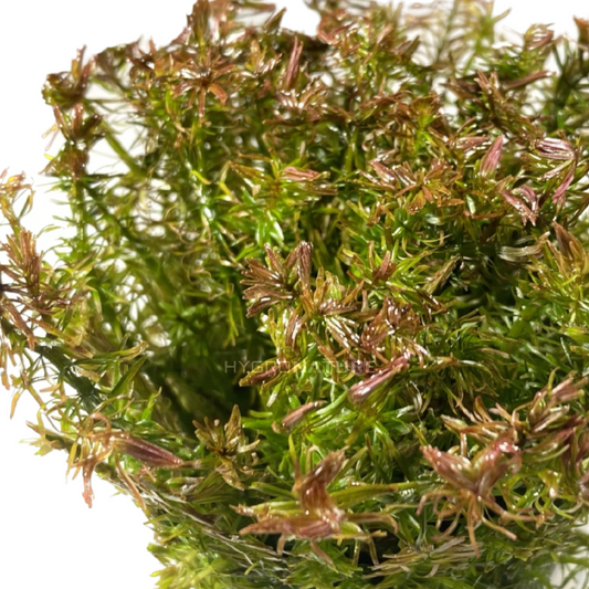 Car Guide: Rotala Wallichii