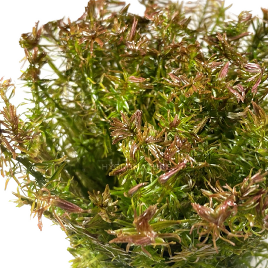 Car Guide: Rotala Wallichii 