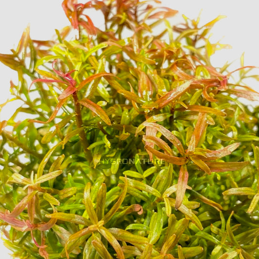 Care Guide: Rotala H'ra