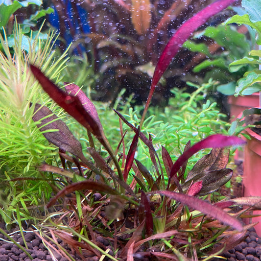 Care Guide: Echinodorus Aflame (Purple Knight Sword)