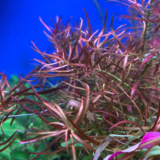 Ludwigia Arcuata Care Guide