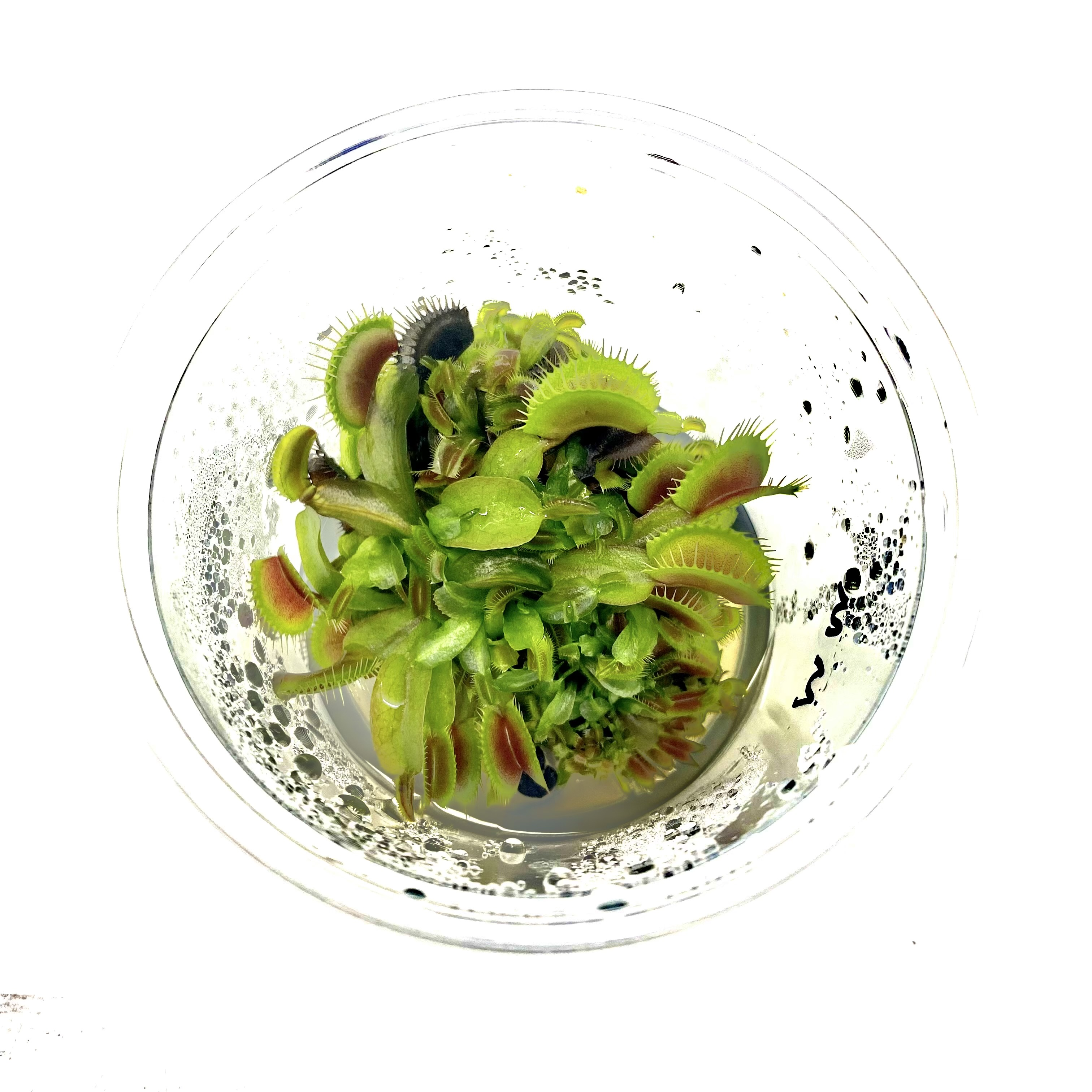 Carnivorous Plants Tissue Culture Venues Flytrap | Sundew