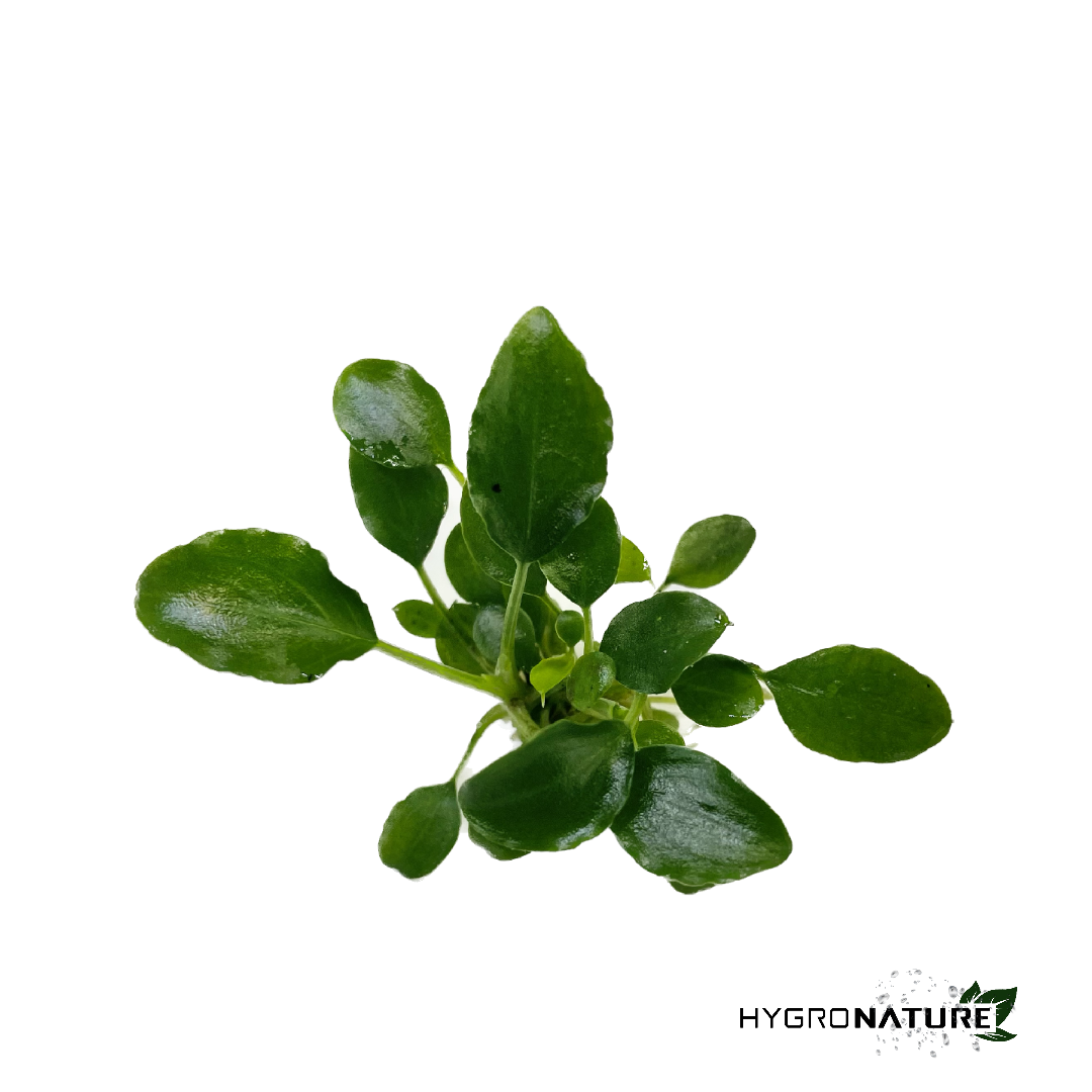 Schismatoglottis Prietoi (SNAIL FREE)