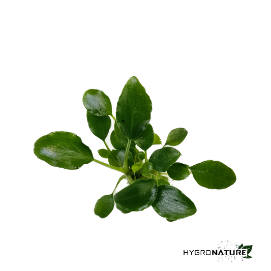 Schismatoglottis Prietoi (SNAIL FREE)