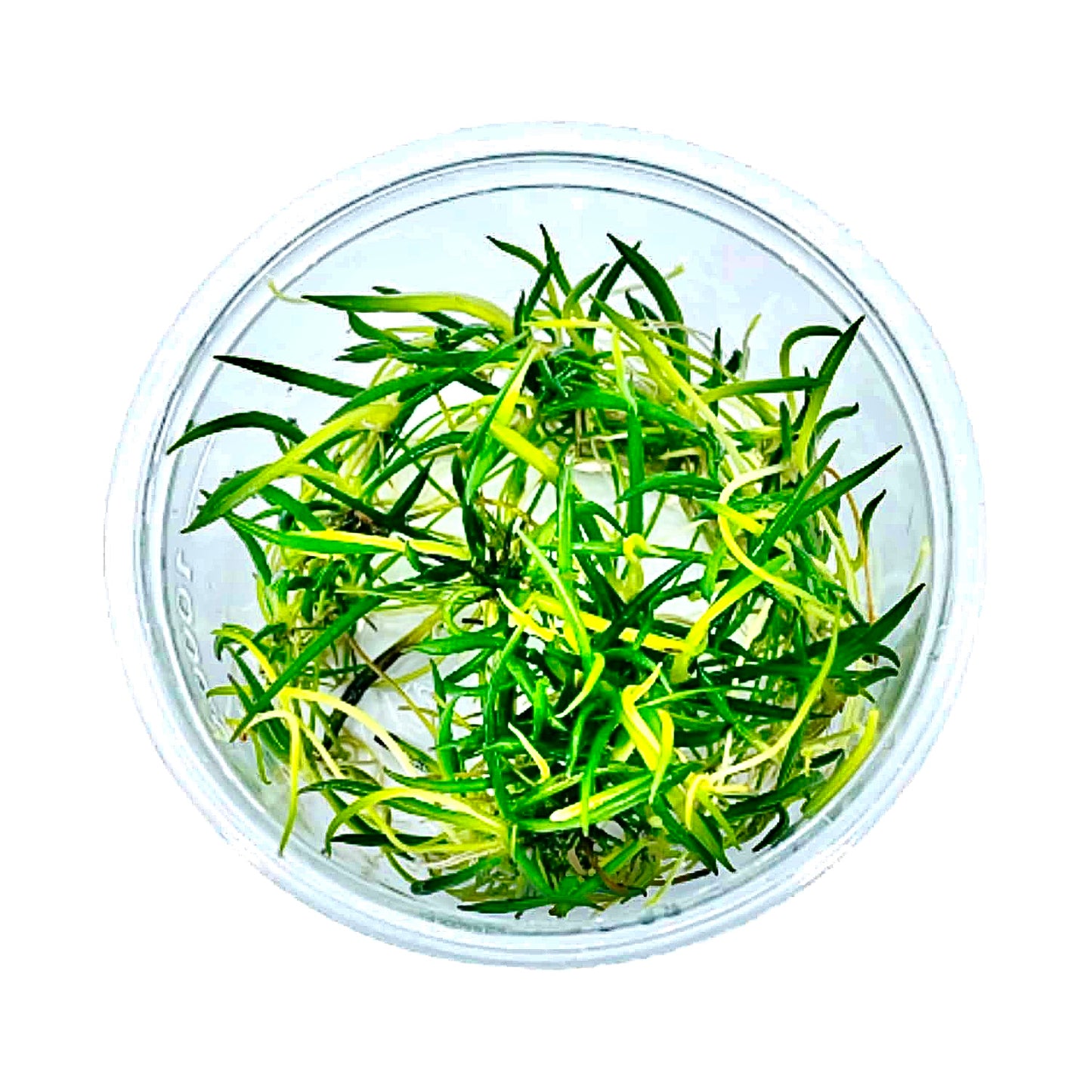 Littorella Uniflora Tissue Culture