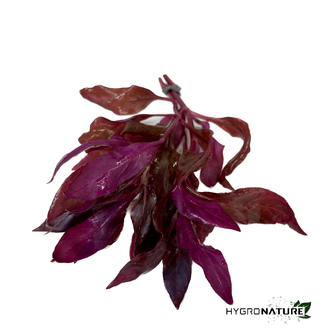 Alternanthera Reineckii 'Rosanervig' (SNAIL FREE)