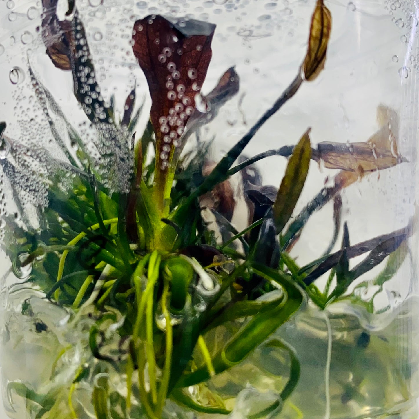 Echinodorus Aflame Tissue Culture (Purple Knight Sword)