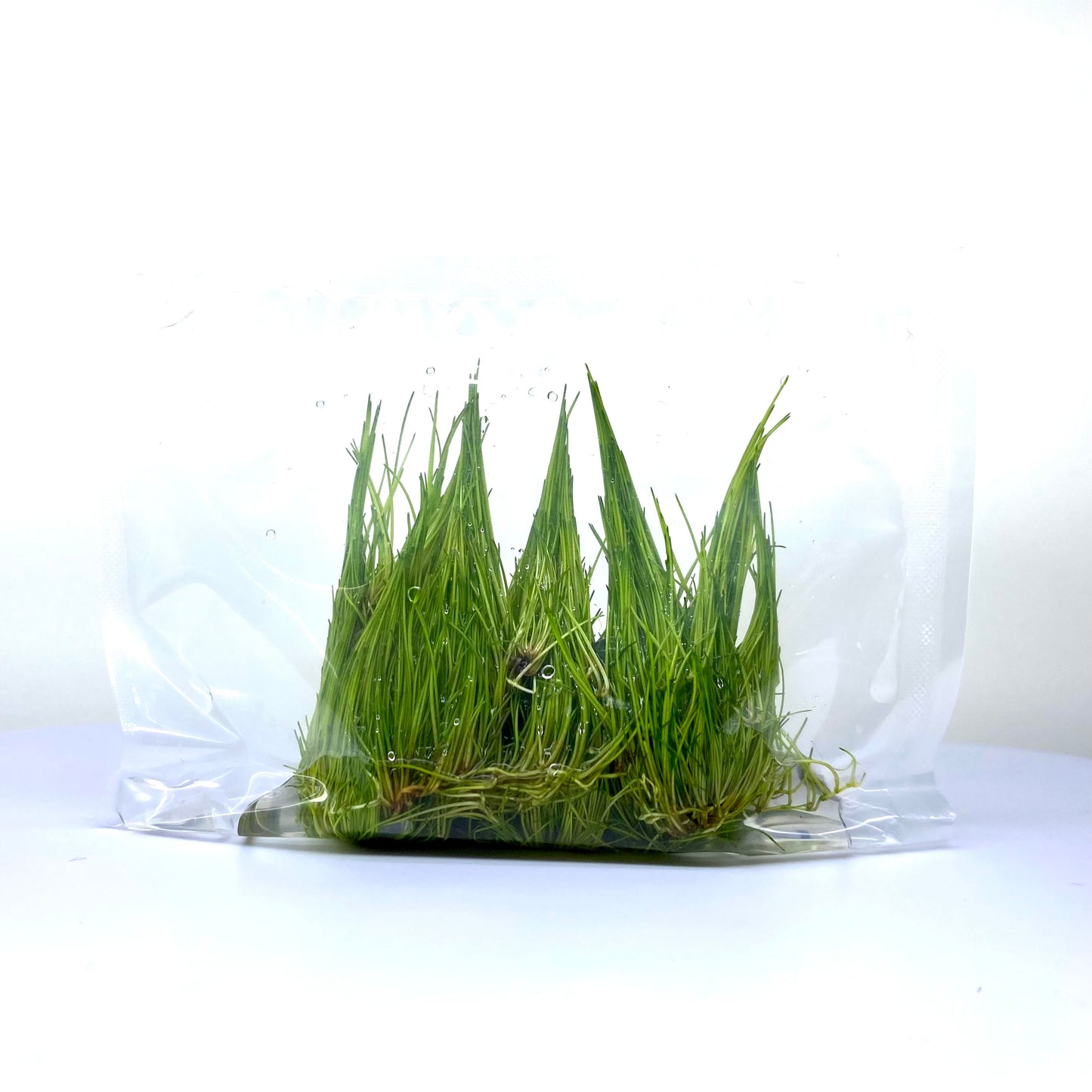 Eleocharis Acicularis dwarf hairgrass DHG (SNAIL FREE)