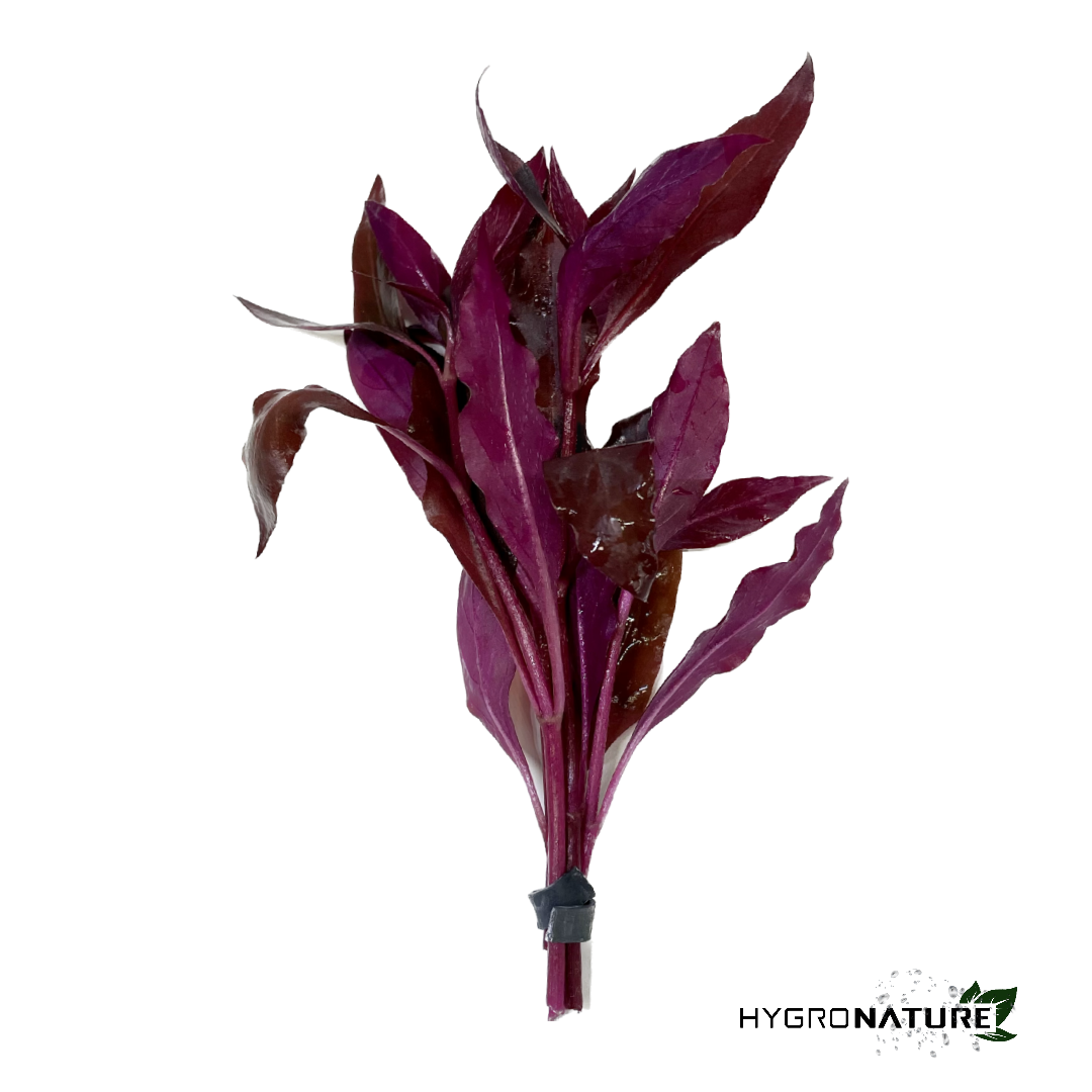 Alternanthera Reineckii Rosaefolia (SNAIL FREE)