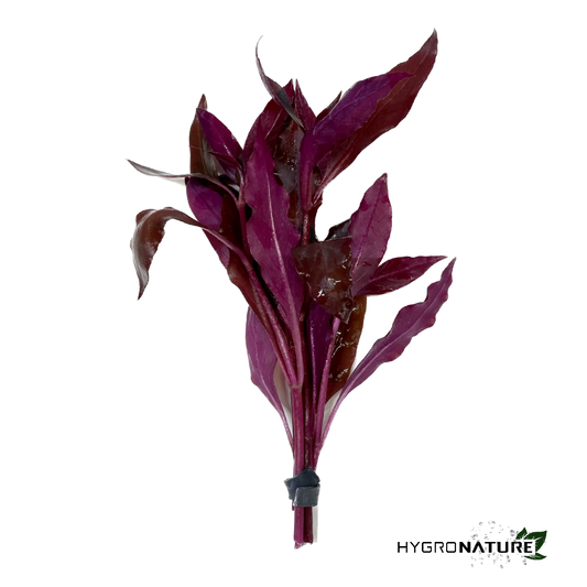 Alternanthera Reineckii Rosaefolia (SNAIL FREE)