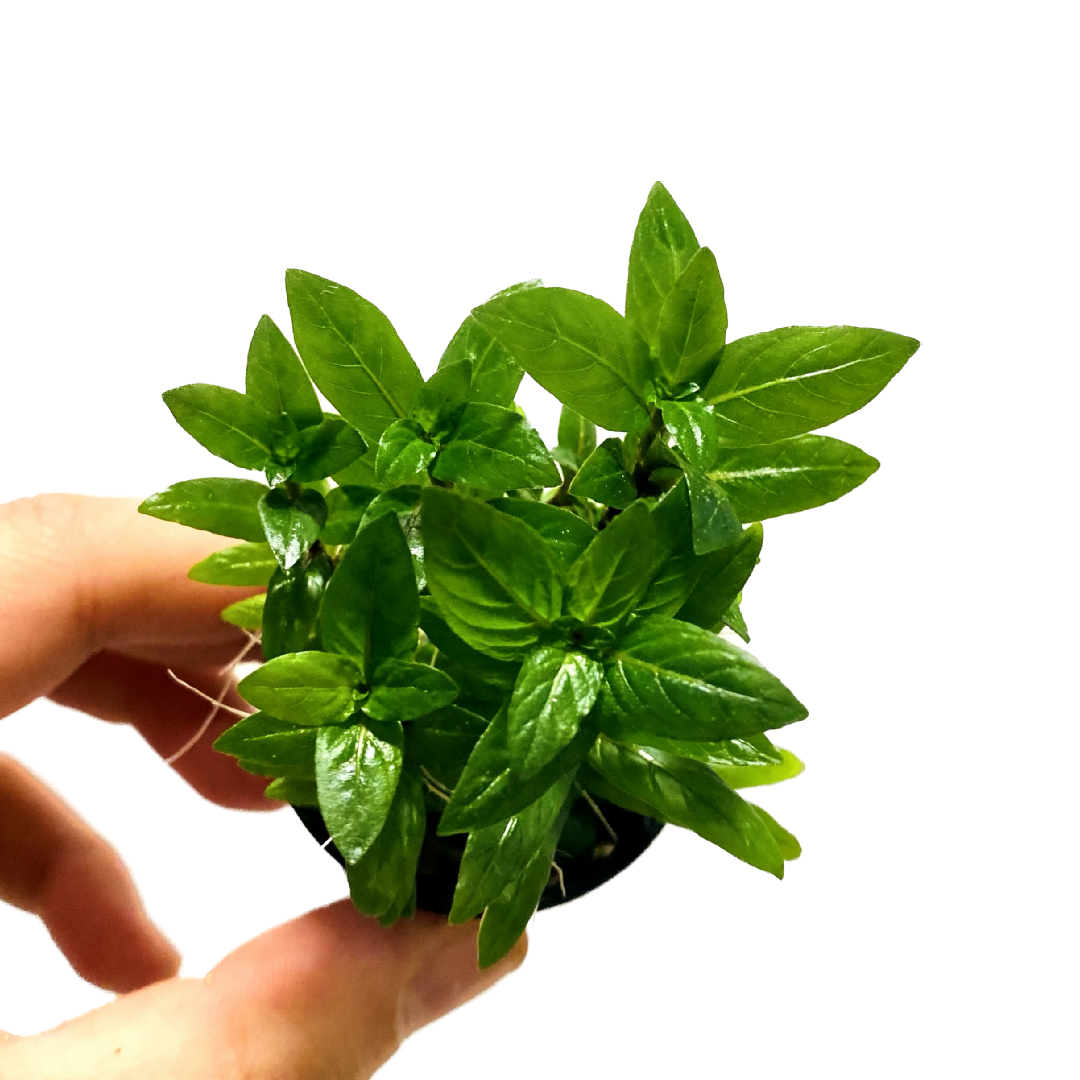 Staurogyne Repens Pot