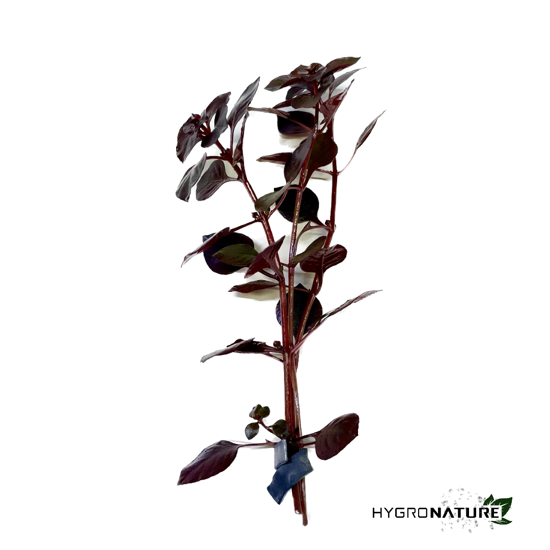 Ludwigia palustris 'Super Red' Super Red Mini (SNAIL FREE)
