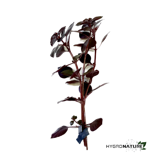 Ludwigia palustris 'Super Red' Super Red Mini (SNAIL FREE)