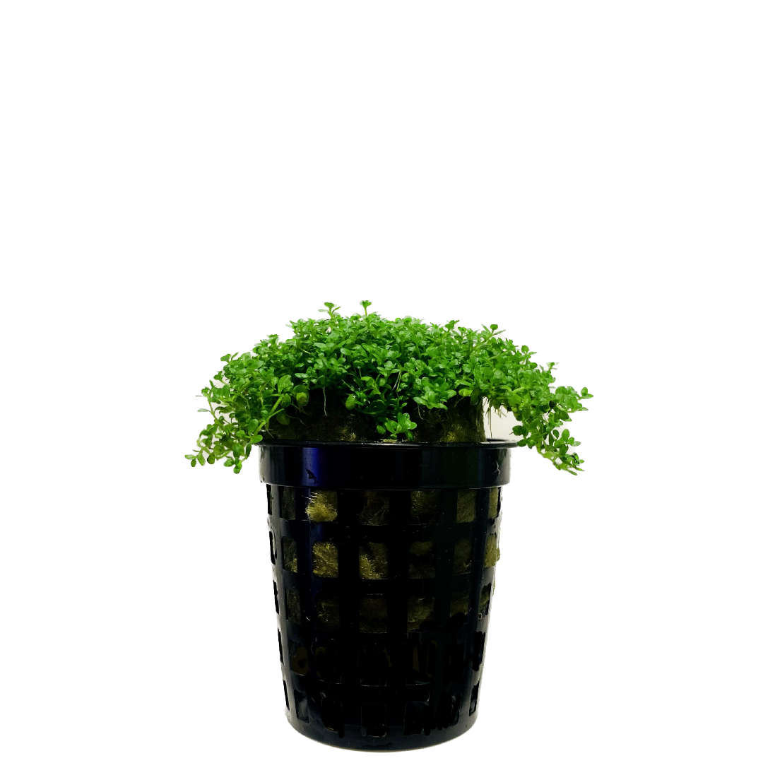 Micranthemum callitrichoides 'Cuba' Pot