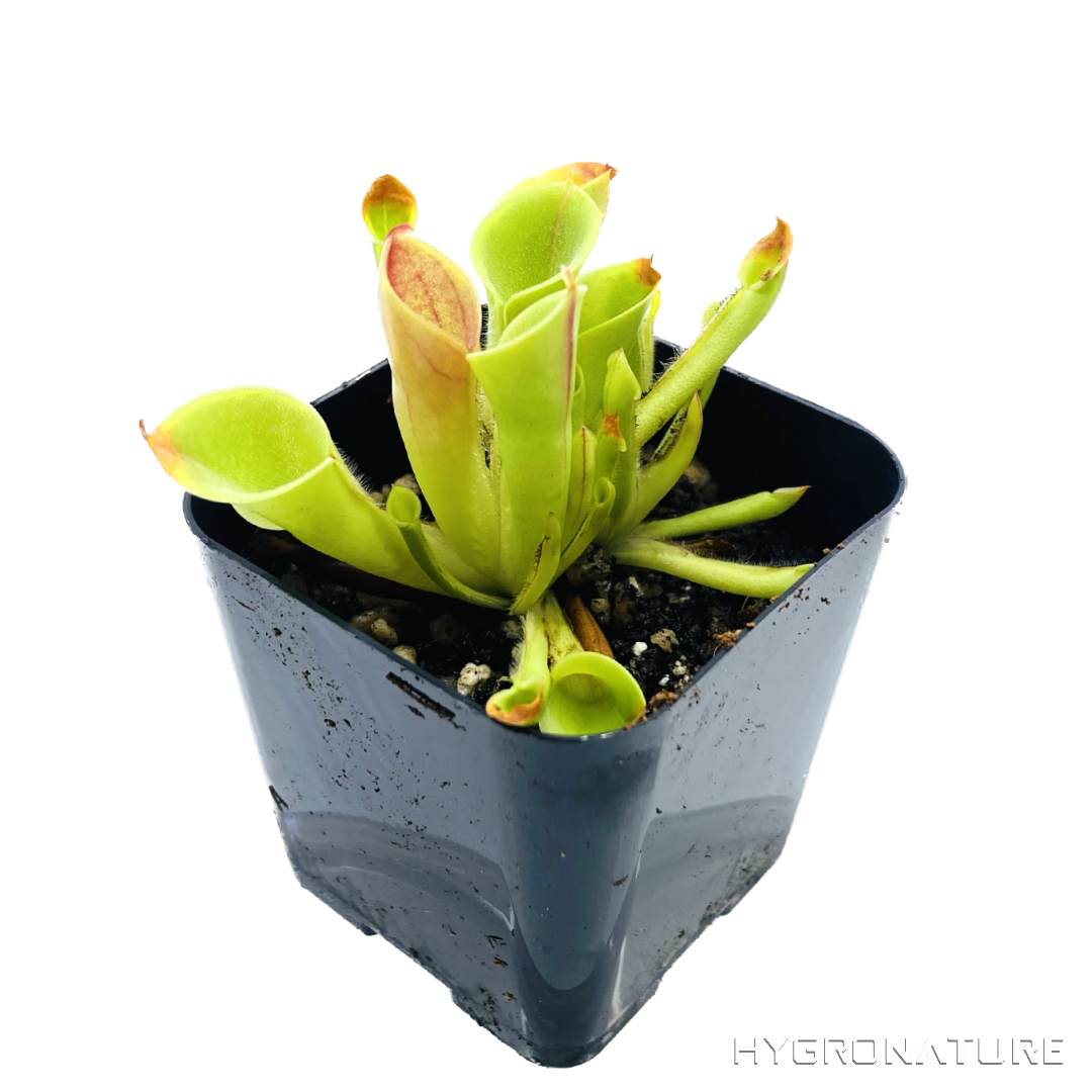 Heliamphora "Minor" Pitcher Carnivorous Plant Tissue Culture
