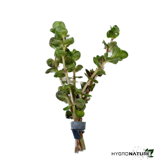 Rotala Rotundifolia (SNAIL FREE)