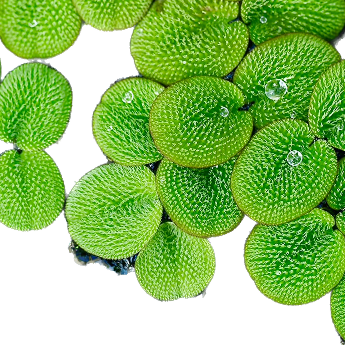 Water Spangles (Salvinia Minima) Aquatic Floating plant Grown indoor