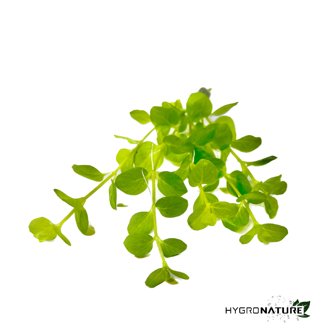 Lysimachia Nummularia Golden - Creeping Jenny (SNAIL FREE)