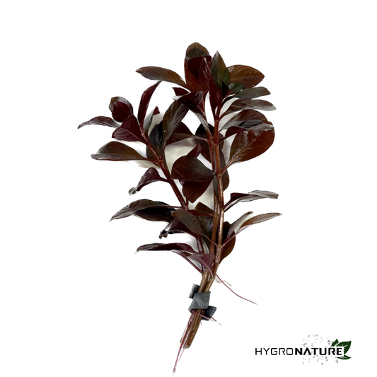 Ludwigia Ovalis (SNAIL FREE)