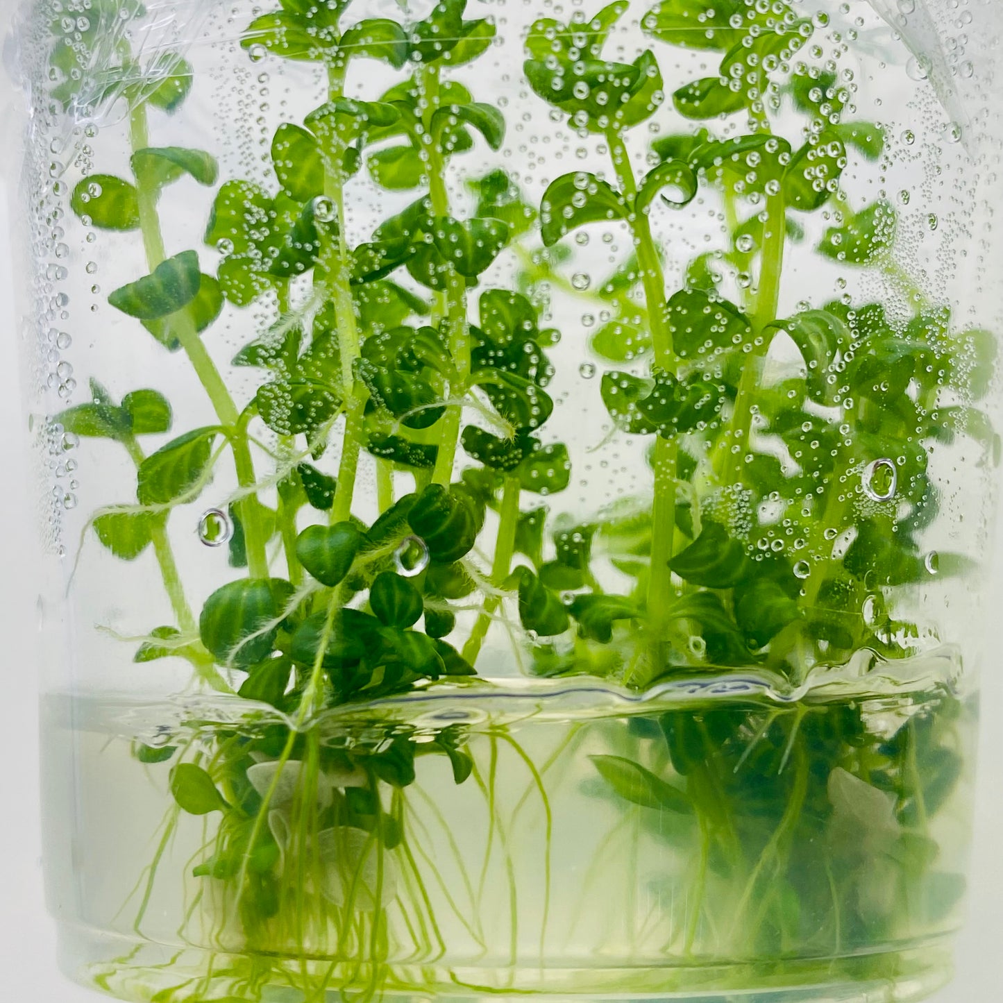 Lindernia Parviflora Variegated Tissue Culture
