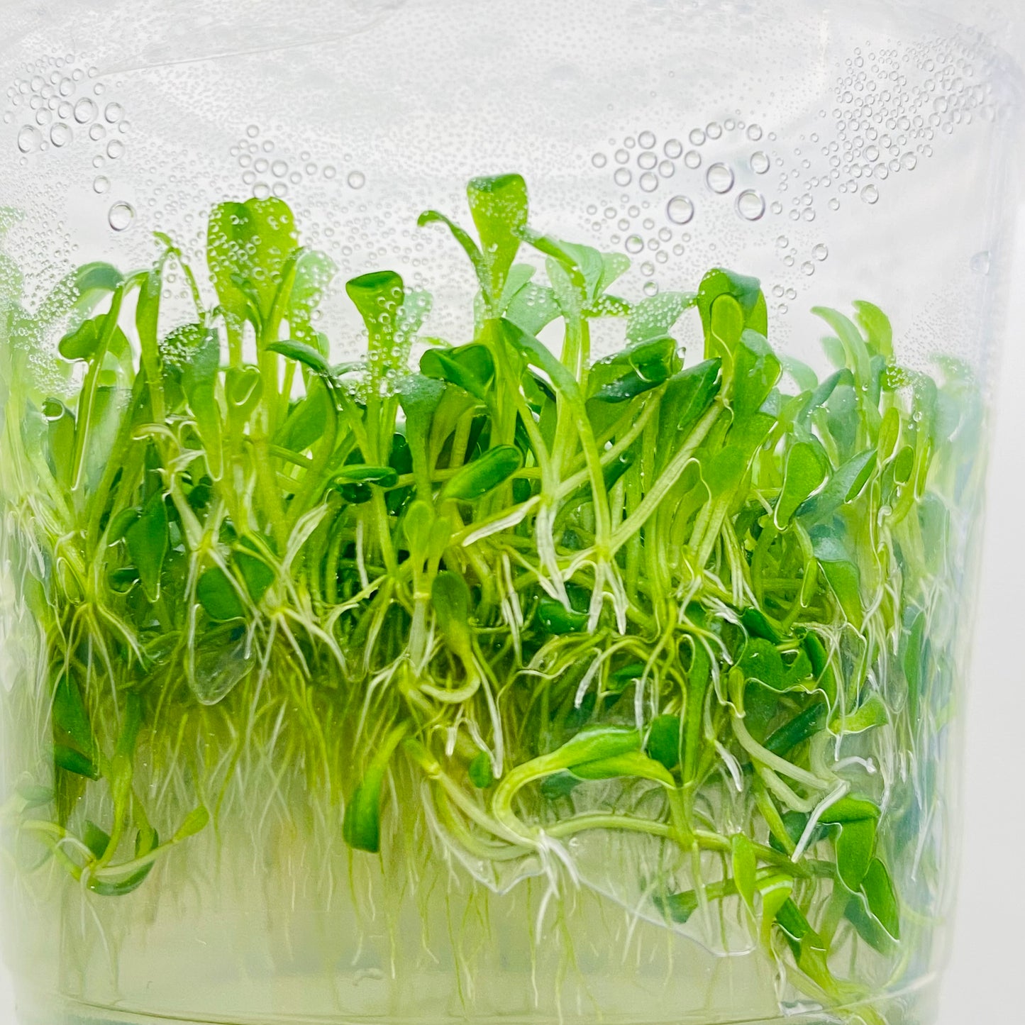 Glossostigma Elatinoides Tissue Culture