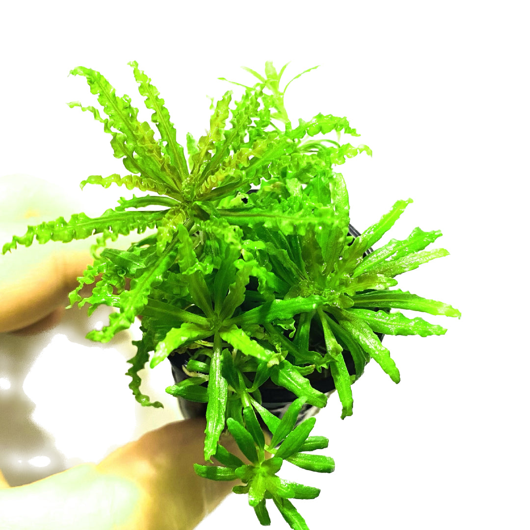 Pogostemon Helferi Pot