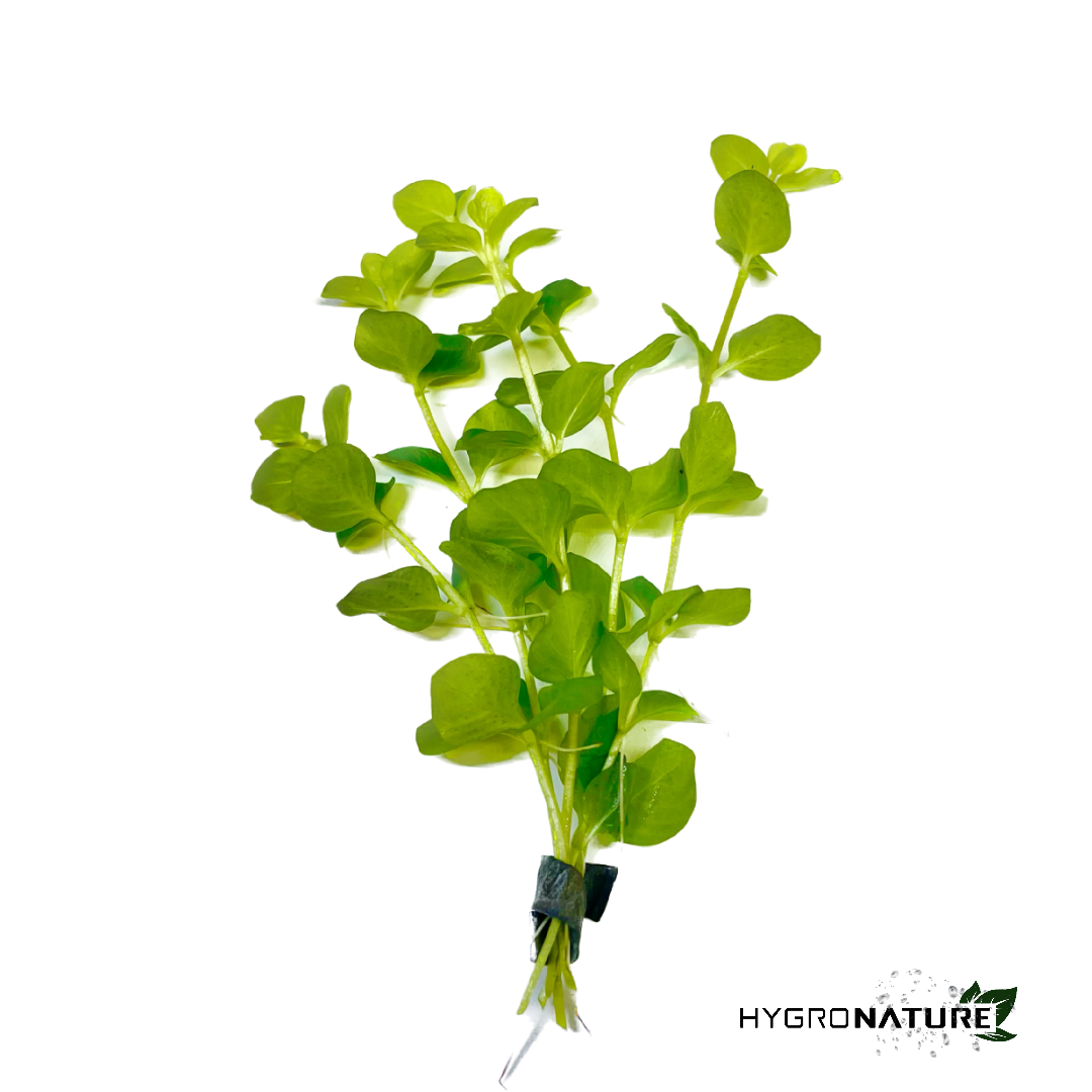 Lysimachia Nummularia Golden - Creeping Jenny (SNAIL FREE)