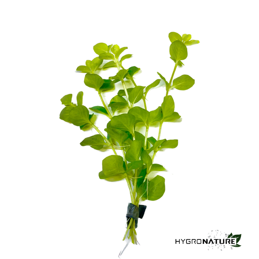 Lysimachia Nummularia Golden - Creeping Jenny (SNAIL FREE)