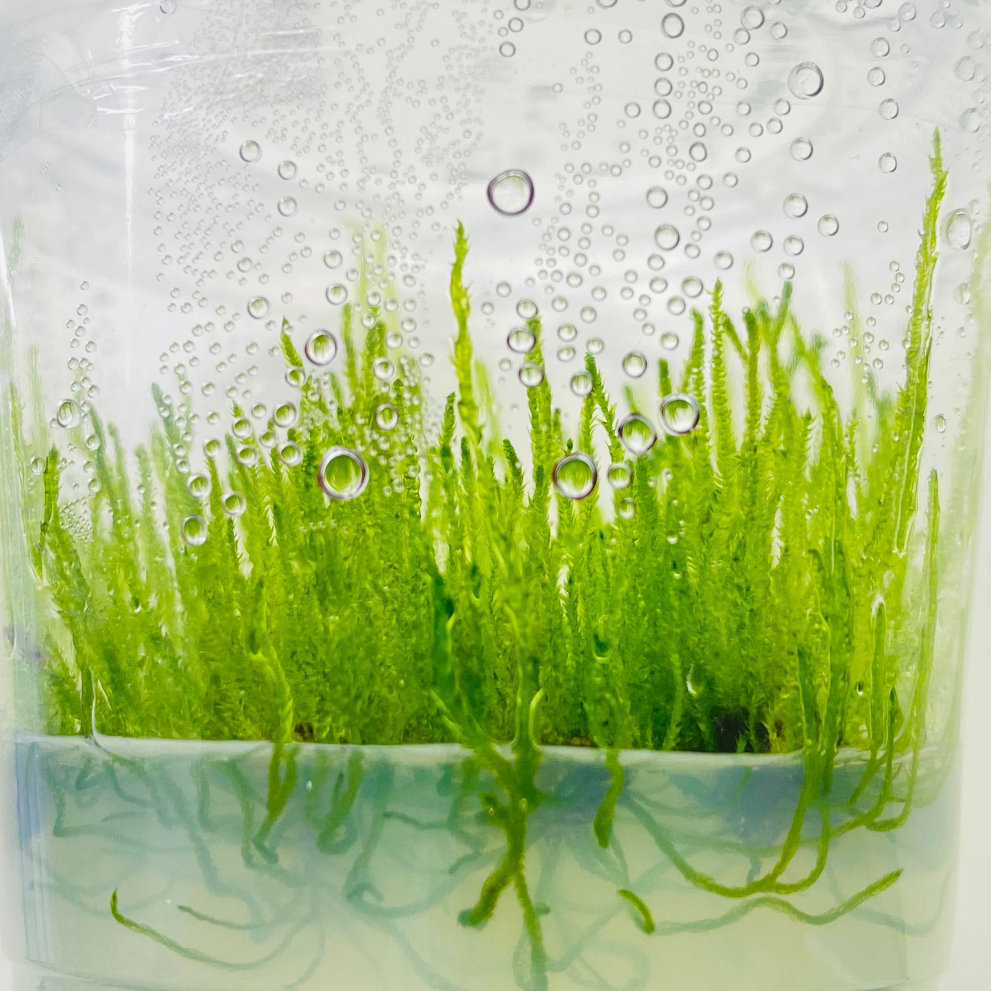Moss - Taxiphyllum sp. ’Flame Moss’ Tissue Culture