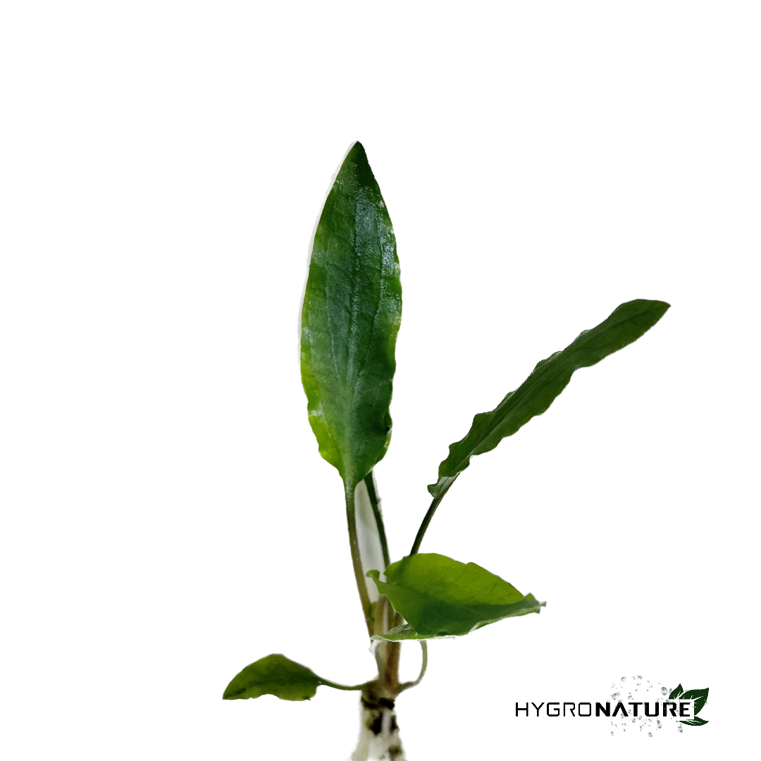 Cryptocoryne Green Gecko