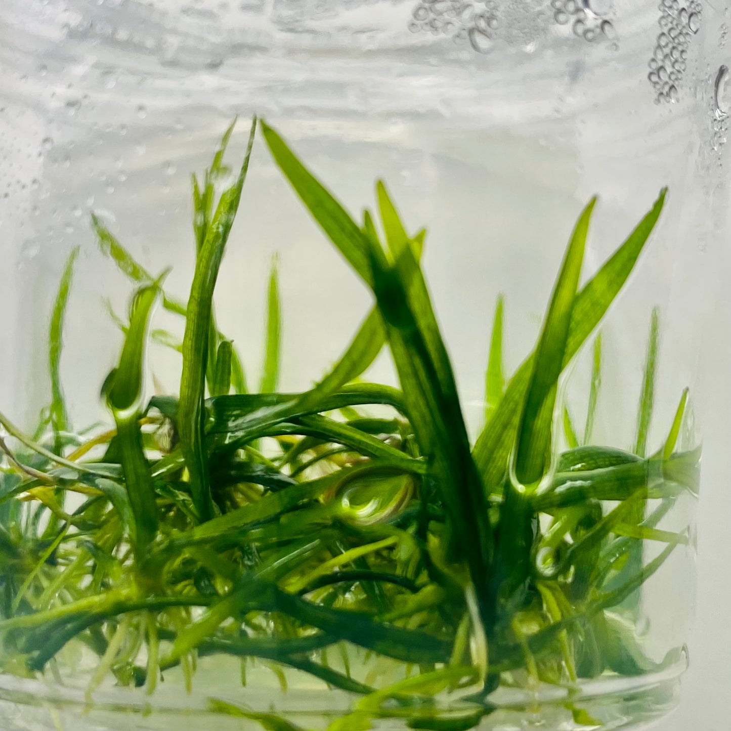 Dwarf Sagittaria Subulat tissue Culture