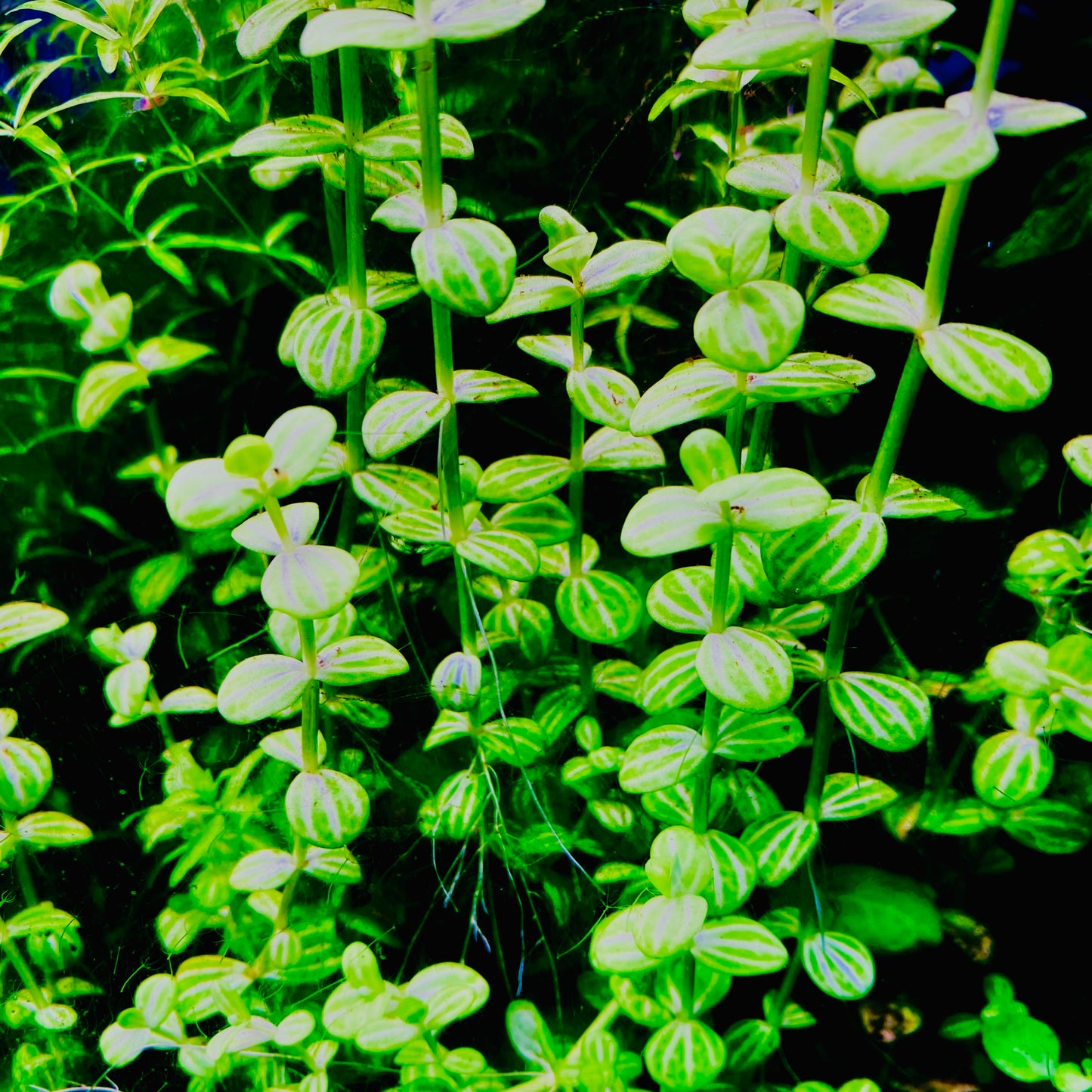 Lindernia Parviflora Variegated (Melon Plant) Pot