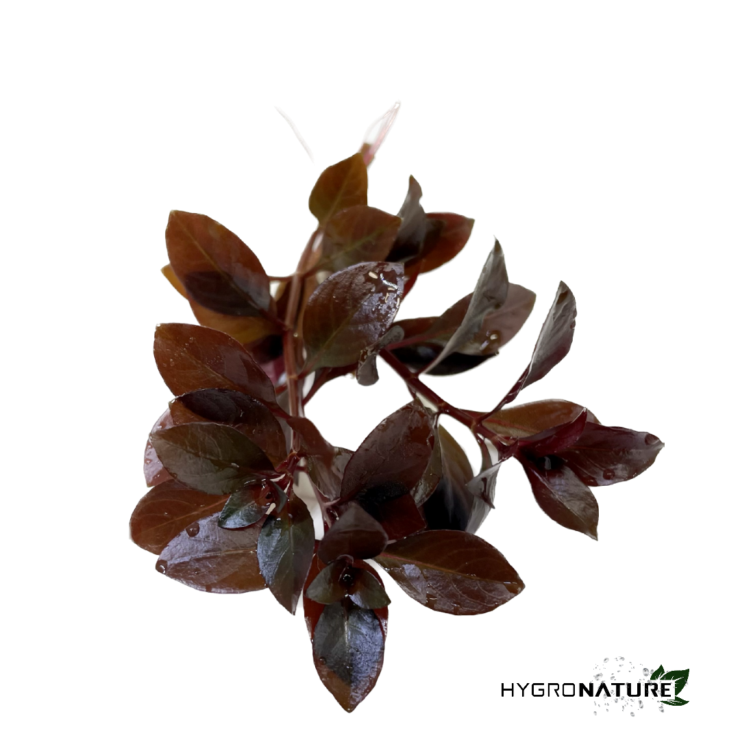 Ludwigia Ovalis (SNAIL FREE)