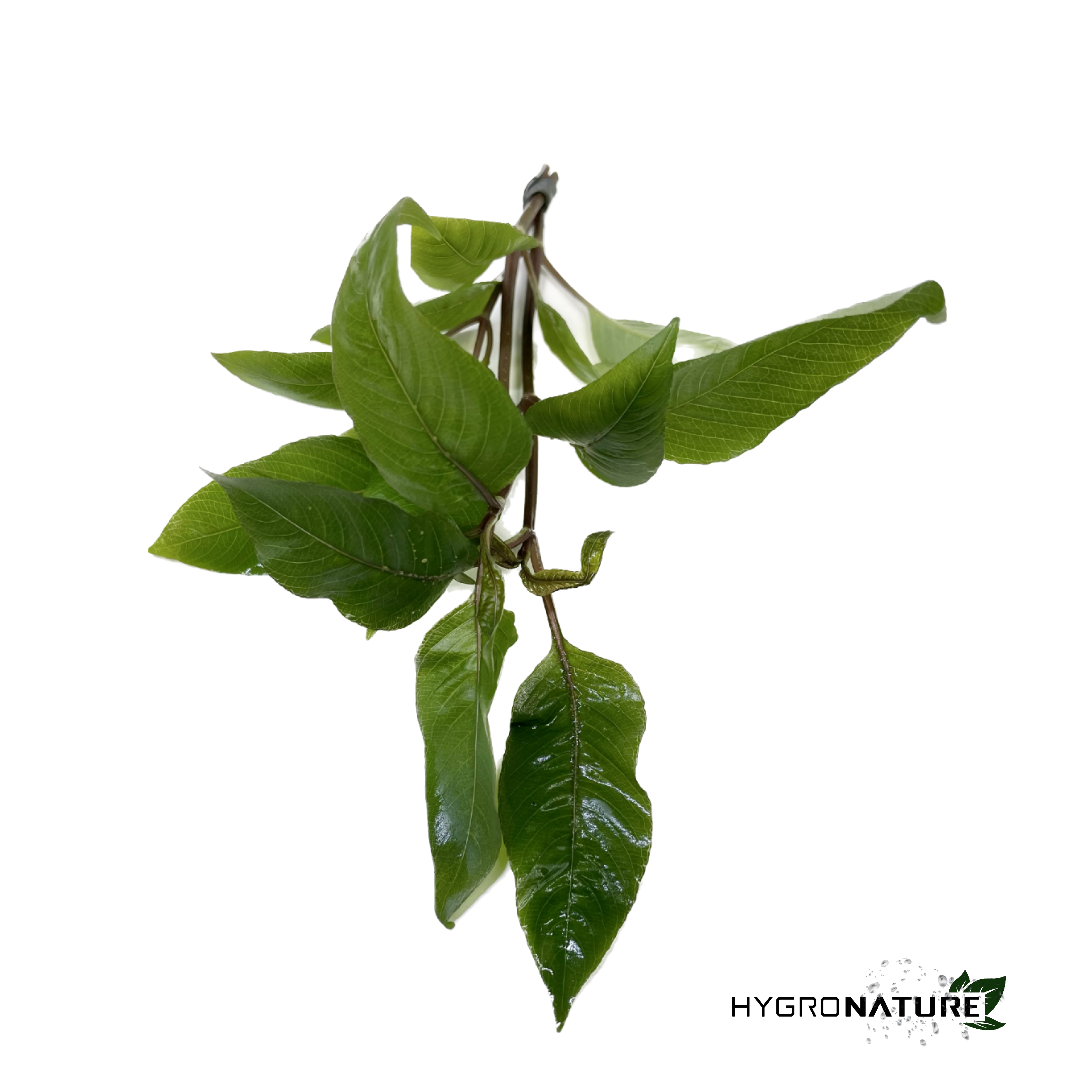 Hygrophila Corymbosa 'Compacta' compakta (SNAIL FREE)