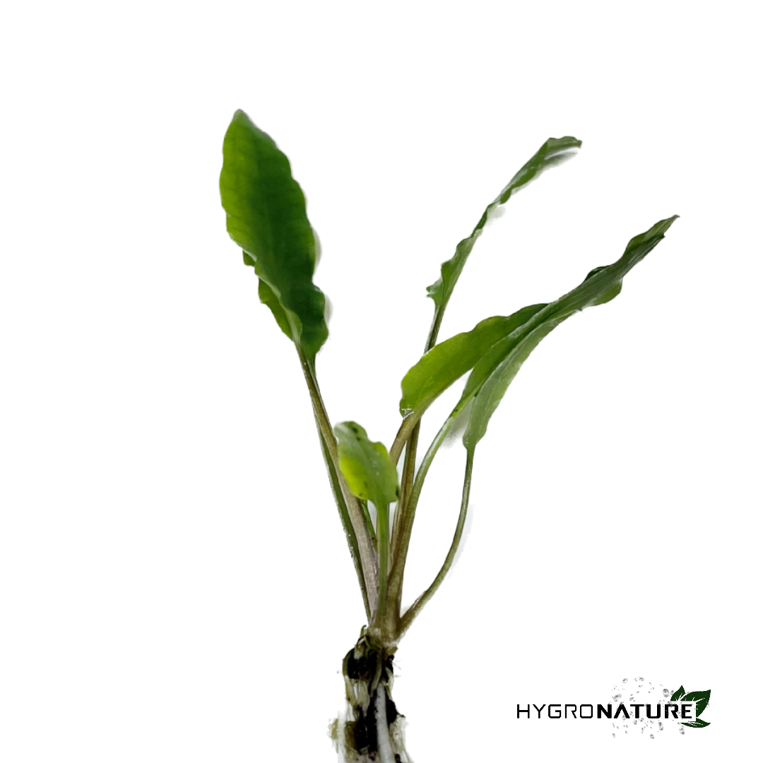 Cryptocoryne Green Gecko