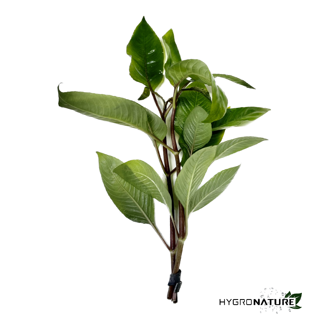 Hygrophila Corymbosa 'Compacta' compakta (SNAIL FREE)