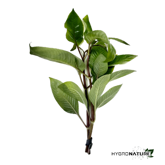 Hygrophila Corymbosa 'Compacta' compakta (SNAIL FREE)