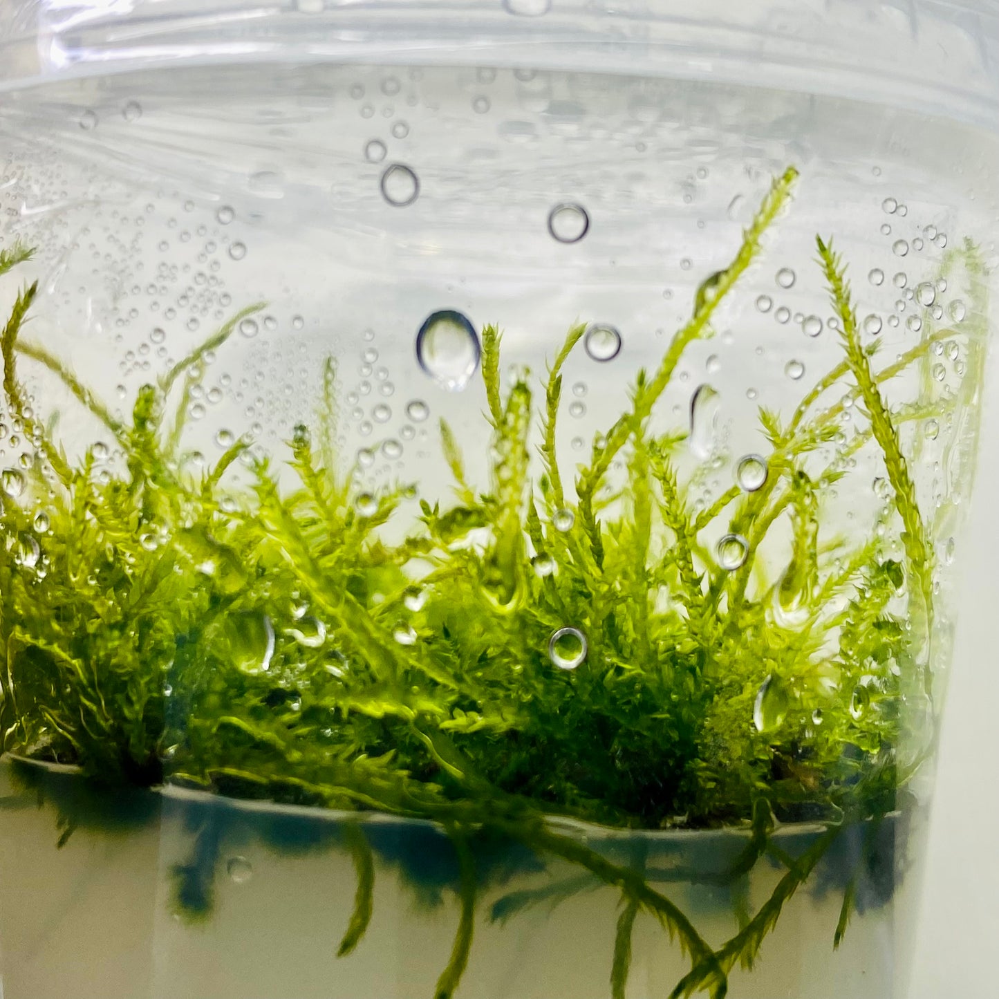 Moss - Vesicularia ferriei 'Weeping Moss' Tissue Culture