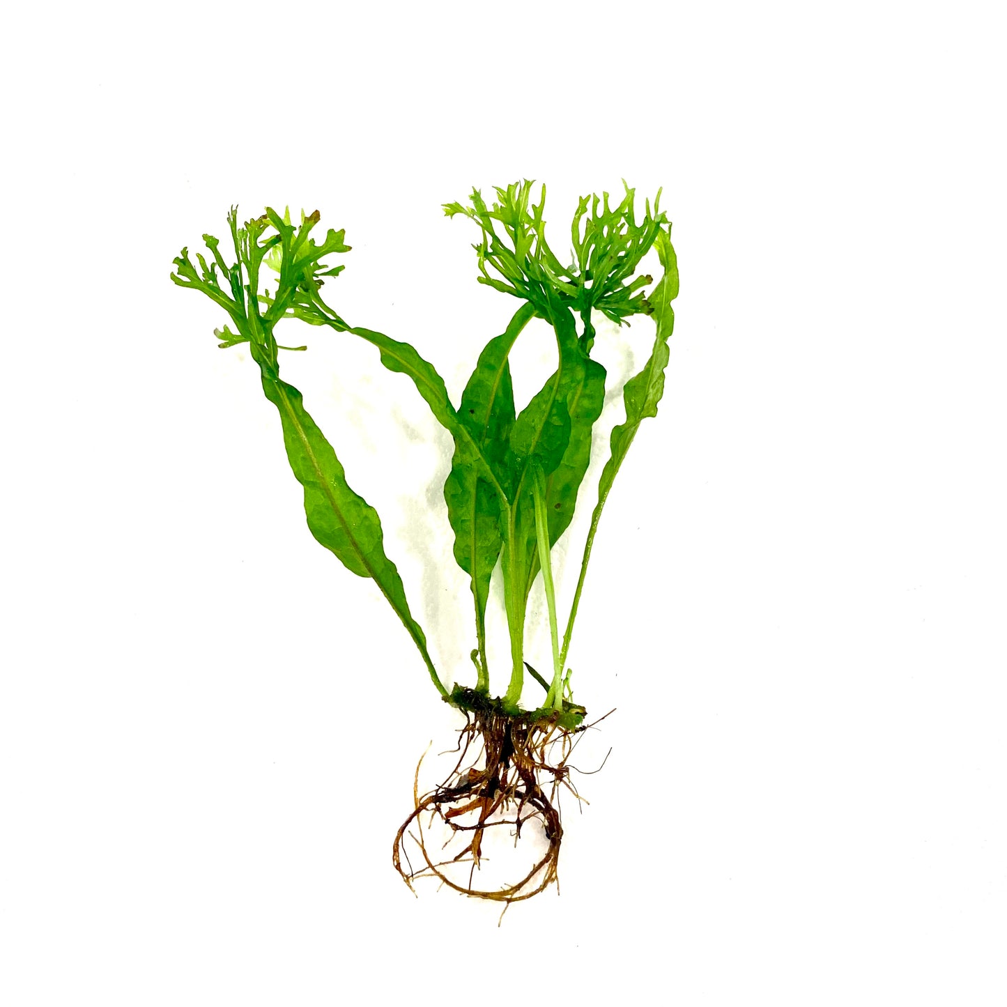 Java Fern Lace Windelov Pot