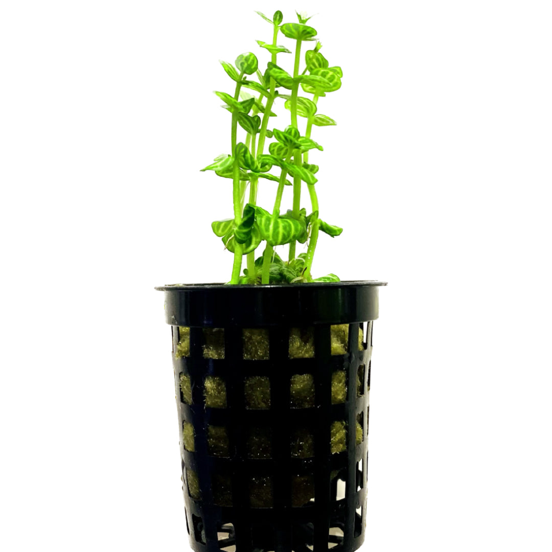Lindernia Parviflora Variegated (Melon Plant) Pot