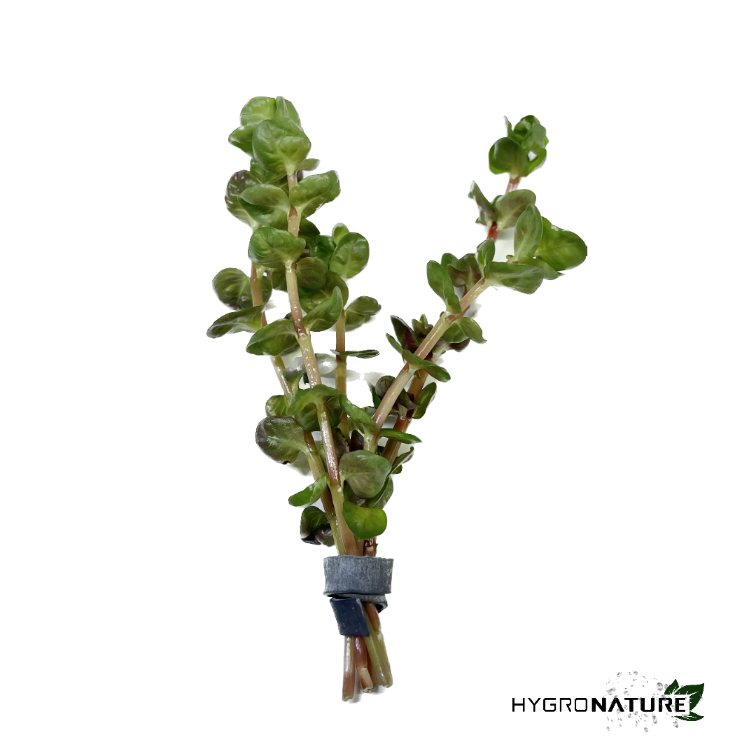 Rotala Rotundifolia (SNAIL FREE)