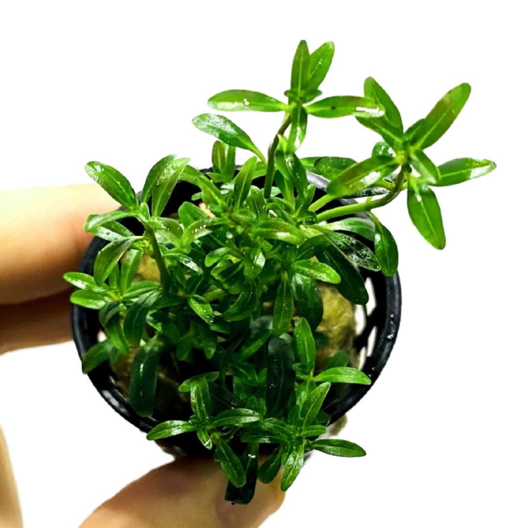 Rotala Ramosior 'Florida' Pot